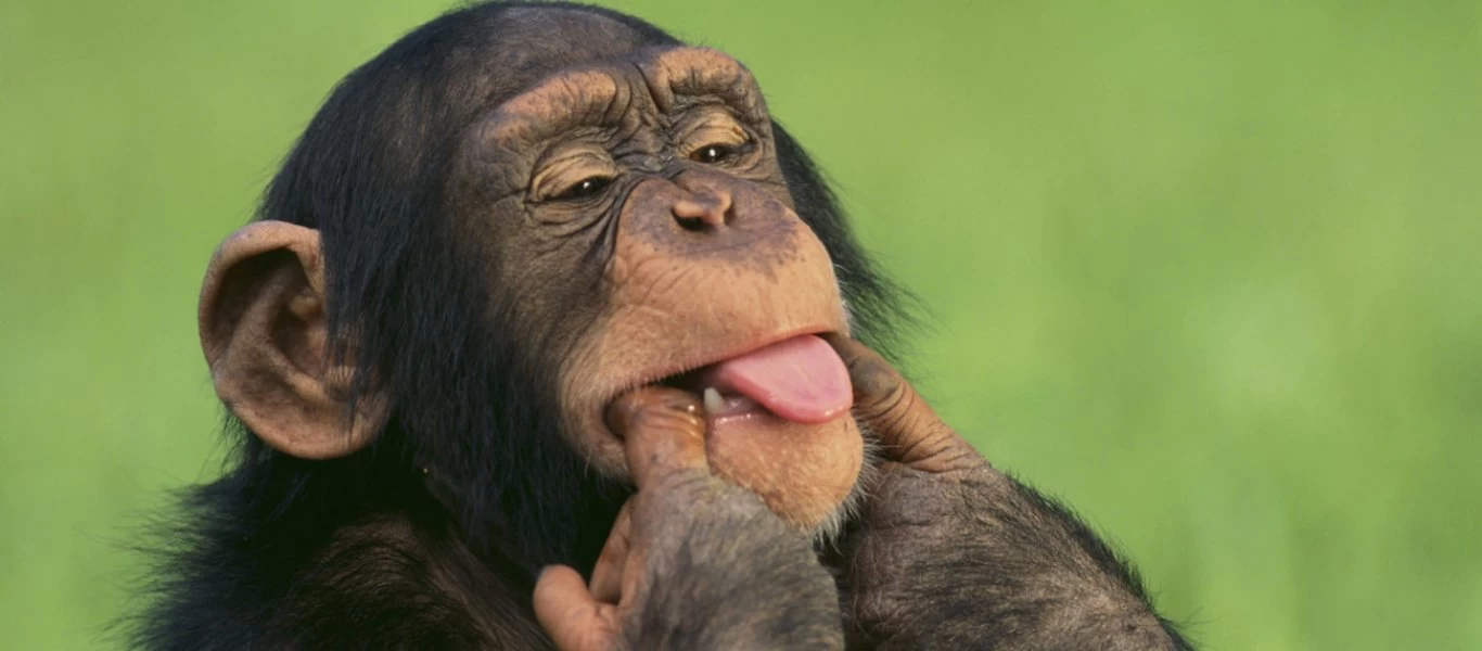 Ινδία: Μαϊμού σκότωσε βρέφος για να του πάρει το γάλα